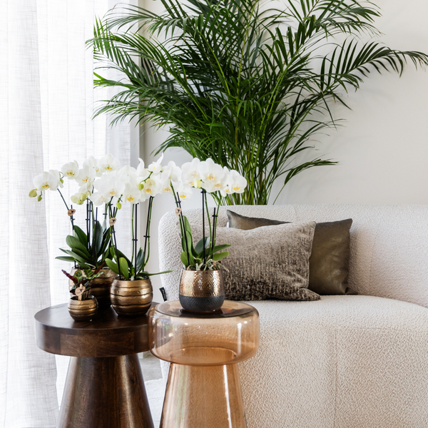 4x Nachtfalterorchidee weiß – Phalaenopsis Orchidee – Ghent – Ø 12 cm – COMBI DEAL