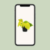 Philodendron Lime - ↕ 20 cm - Ø 12 cm