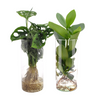 2x Zylinderglas mit Fensterblatt - Monstera & Balsamapfel - Clusia - ↕ 25–40 cm - Ø 12 cm