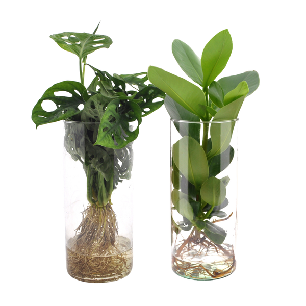 2x Zylinderglas mit Fensterblatt - Monstera & Balsamapfel - Clusia - ↕ 25–40 cm - Ø 12 cm