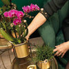 Nachtfalterorchidee – Überraschungsbox Mix – 4 verschiedene Phalaenopsis Orchideen