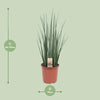 Bogenhanf - Sansevieria Mikado - ↕ 70 cm - Ø 19 cm