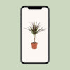 Drachenbaum - Dracaena Magenta - ↕ 50 cm - Ø 12 cm