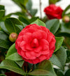 Kamelie – Camellia japonica Black Lace – ↕ 65 cm – Ø 19 cm