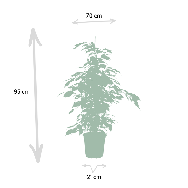 Ficus-Set: Benjamina Danielle, Benjamina Twilight & Microcarpa Moclame - ↕ 95 cm - Ø 21 cm