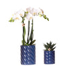 Nachtfalterorchidee weiß – Phalaenopsis Amabilis & Sukkulente – ↕ 20–35 cm – Ø 9 & 6 cm | Candy-Dekotopf Blau