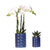 Nachtfalterorchidee weiß – Phalaenopsis Amabilis & Sukkulente – ↕ 20–35 cm – Ø 9 & 6 cm | Candy-Dekotopf Blau