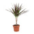 Drachenbaum ‚Magenta' – Dracaena marginata
