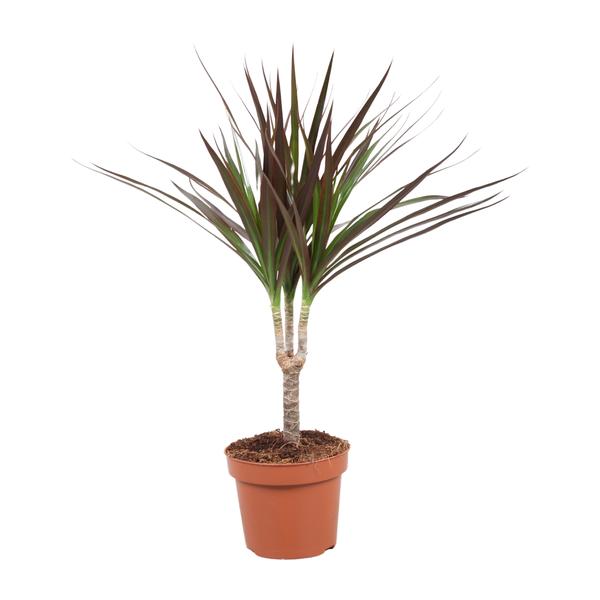 Drachenbaum ‚Magenta' – Dracaena marginata
