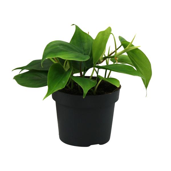 Baumfreund – Philodendron scandens am Rankgitter