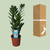 Glücksfeder - Zamioculcas Zamiifolia - ↕ 55 cm - Ø 14 cm