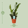 Glücksfeder - Zamioculcas Zamiifolia - ↕ 45 cm - Ø 14 cm