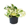 Efeutute – Epipremnum Happy Leaf – ↕ 15 cm – Ø 12 cm