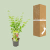 Fächerahorn – Acer palmatum Going Green – ↕ 50 cm – Ø 19 cm