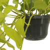 2x Efeutute – Epipremnum Golden Pothos (Scindapsus) – ↕ 25 cm – Ø 15 cm