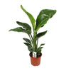 Strelitzia Nicolai - ↕ 70 cm - Ø 17 cm