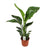 Strelitzia Nicolai - ↕ 70 cm - Ø 17 cm