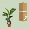 Strelitzia Nicolai - ↕ 70 cm - Ø 17 cm - V2