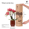 Nachtfalterorchidee rot – Phalaenopsis Orchidee – Congo – ↕ ca. 35–45 cm – Ø 9 cm | Classy-Topf Rot
