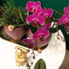 2x Nachtfalterorchidee lila – Phalaenopsis Orchidee – Morelia – ↕ ca. 35–45 cm – Ø 9 cm – COMBI DEAL
