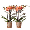 Schmetterlingsorchidee ‚Bozen' – Phalaenopsis