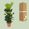 Geigen-Feige - Ficus Lyrata - ↕ 100 cm - Ø 21 cm