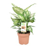 Dieffenbachie – Dieffenbachia Compacta – ↕ 45 cm – Ø 17 cm