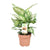 Dieffenbachie – Dieffenbachia Compacta – ↕ 45 cm – Ø 17 cm