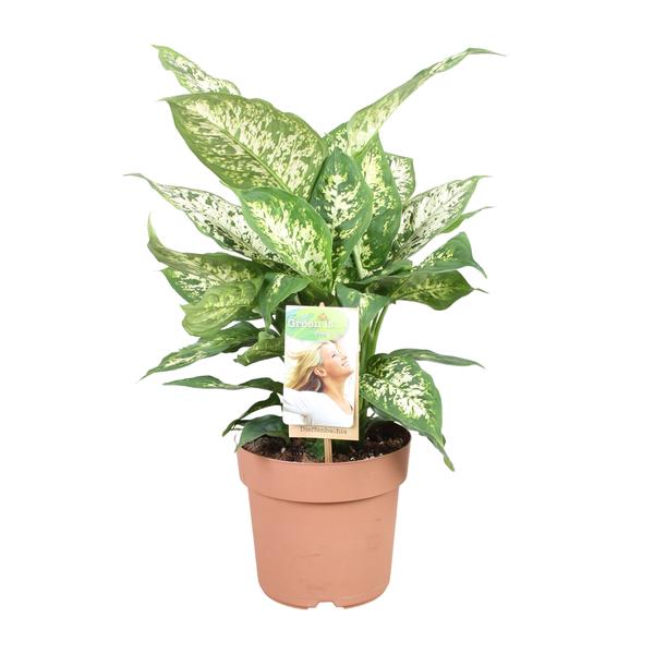Dieffenbachie – Dieffenbachia Compacta – ↕ 45 cm – Ø 17 cm