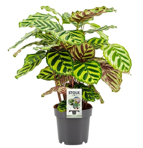 Pfauenkorbmarante – Calathea makoyana