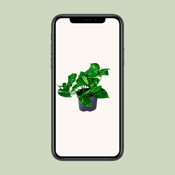 Efeutute - Epipremnum Aureum - ↕ 20 cm - Ø 12 cm