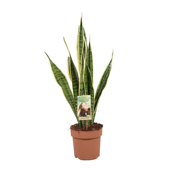 Bogenhanf - Sansevieria Trifasciata Laurentii - ↕ 60 cm - Ø 17 cm