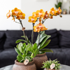 Nachtfalterorchidee - KOMBI ANGEBOT von 2 orangenen Phalaenopsis-Orchideen - ↕ 40 cm - Ø 12 cm