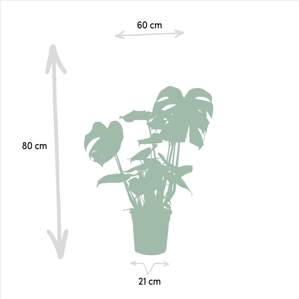 Monstera Deliciosa - ↕ 75 cm - Ø 21 cm + Alocasia Zebrina - ↕ 75 cm - Ø 19 cm + Strelitzia Nicolai - ↕ 85 cm - Ø 19 cm