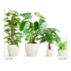 4x Pflegeleichte Zimmerpflanzen - Grünlilie, Glückskastanie, Efeutute & Monstera - ↕ 25–80 cm - Ø 12–21 cm | Viber-Übertopf Weiß