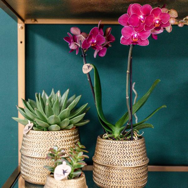 Nachtfalterorchidee - Phalaenopsis rosa Treviso - ↕ 35 cm - Ø 12 cm | im goldenen Groove-Topf Ø 12 cm, Höhe 35 cm