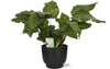 Korbmaranthe - Calathea Network - ↕ 30 cm - Ø 14 cm | Potenza Übertopf schwarz - ↕ 13 cm - Ø 15 cm