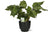 Korbmaranthe - Calathea Network - ↕ 30 cm - Ø 14 cm | Potenza Übertopf schwarz - ↕ 13 cm - Ø 15 cm