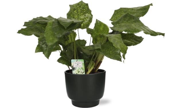 Korbmaranthe - Calathea Network - ↕ 30 cm - Ø 14 cm | Potenza Übertopf schwarz - ↕ 13 cm - Ø 15 cm