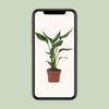 Strelitzia Reginae - ↕ 35 cm - Ø 12 cm