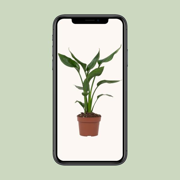 Strelitzia Reginae - ↕ 35 cm - Ø 12 cm