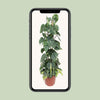 Philodendron Scandens Brasil - ↕ 120 cm - Ø 24 cm