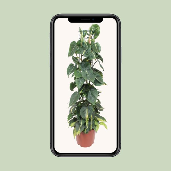 Philodendron Scandens Brasil - ↕ 120 cm - Ø 24 cm