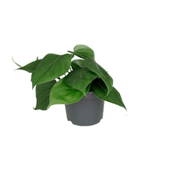 Baumfreund – Philodendron scandens am Rankgitter