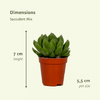 20x Sukkulenten - Mix – ↕ 7 cm – Ø 5,5 cm