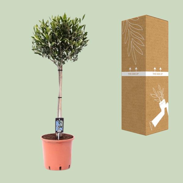 Olivenbaum – Olea europaea – ↕ 100 cm – Ø 22 cm