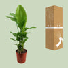 Strelitzia Nicolai - ↕ 130 cm - Ø 27 cm