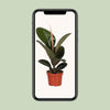 Gummibaum - Ficus Elastica Robusta - ↕ 35 cm - Ø 12 cm