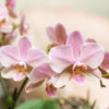 Nachtfalterorchidee - KOMBI ANGEBOT von 2 altrosa Phalaenopsis Orchideen - ↕ 40 cm - Ø 12 cm