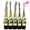 Winterjasmin – Jasminum nudiflorum – ↕ 65 cm – Ø 15 cm